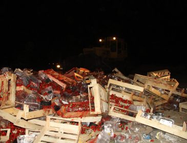 Как в России 40 тонн украинской клубники уничтожили бульдозерами