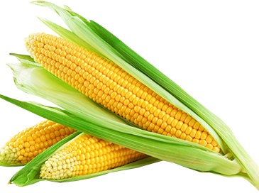 Фермеры массово сдерживают продажи запасов кукурузы