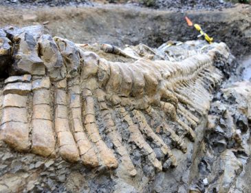 В Китае раскопали останки динозавра, которому больше 100 млн лет