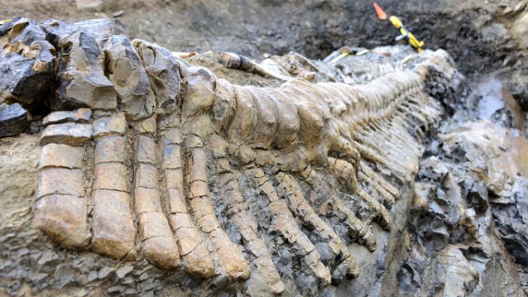 В Китае раскопали останки динозавра, которому больше 100 млн лет
