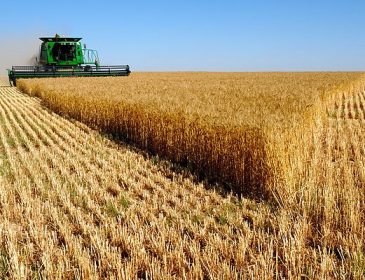 Украине предсказывают большой урожай на экспорт