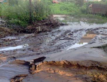На Тернопольщине стихия уничтожила более 3000 гектаров посевов