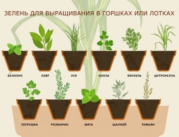 Вот как самостоятельно вырастить дома любую зелень! (ФОТО)