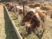 Евросоюз отказался от украинской молочки через «допинг» для коров