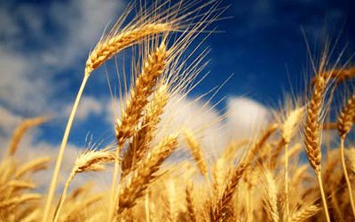 ТОП-3 компаний-экспортеров пшеницы из Украины