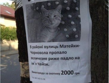 Как в Украине ищут рыжего кота