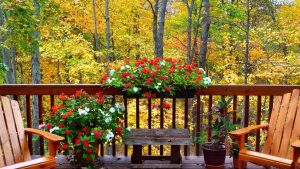 155223_jesien-las-balkon-kwiaty
