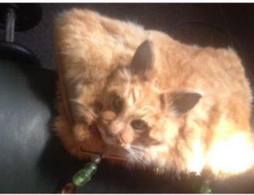 На аукционе в Новой Зеландии продали сумку из кота