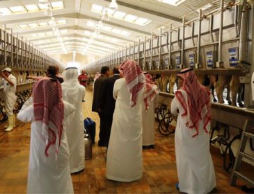 Молоко и нефть: как Саудовская Аравия планирует бороться с экономическим кризисом