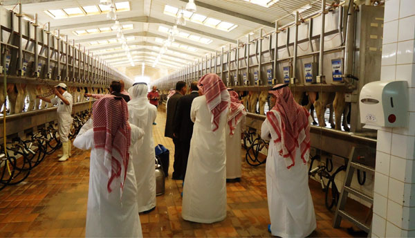 Молоко и нефть: как Саудовская Аравия планирует бороться с экономическим кризисом