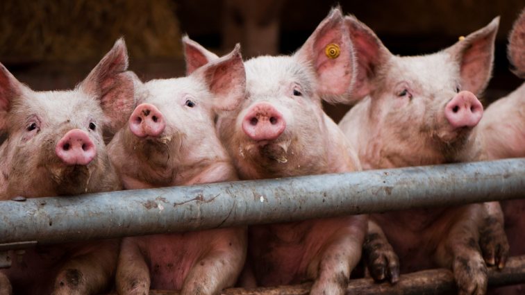 Рынок живца: свиньи резко подешевели
