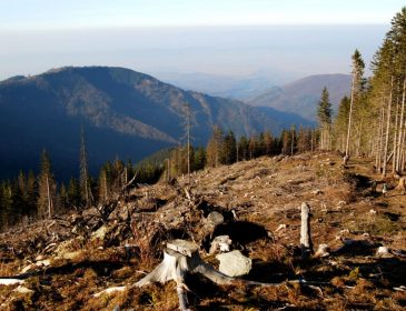 Кто зарабатывает вырубкой лесов в Закарпатье?