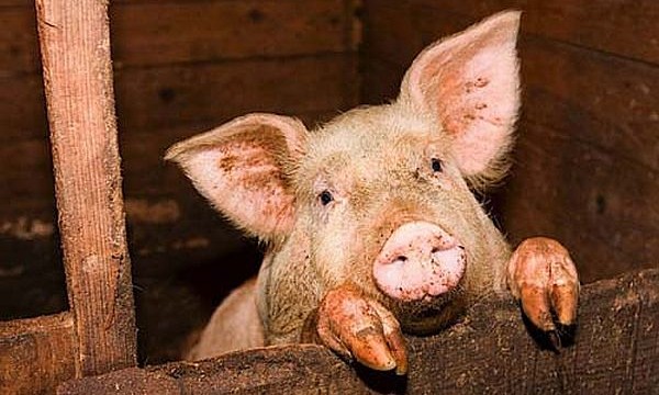 Свиноводы фиксируют рост спроса на 4,7%