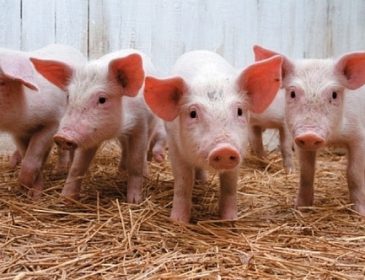 Молдаване отказались от украинской свинины