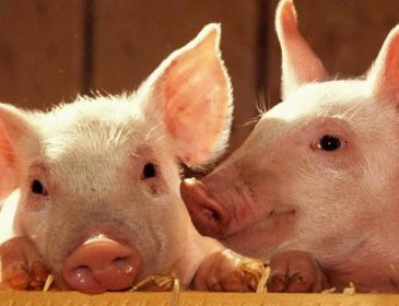 Украина в 11 раз сократила экспорт свинины