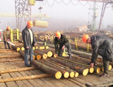 Реформа лесного хозяйства: как ЕС поддержит Украину