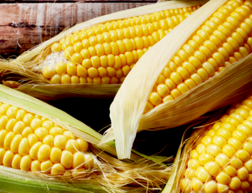Еще один торговый партнер: Кения будет покупать украинскую кукурузу