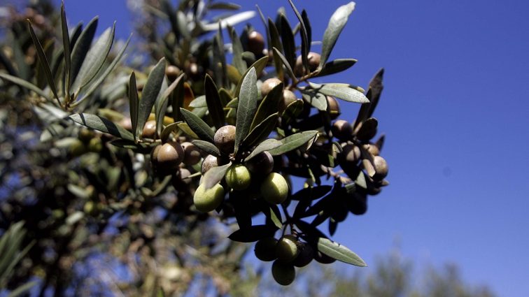 Иностранцы будут выращивать оливки в Украине