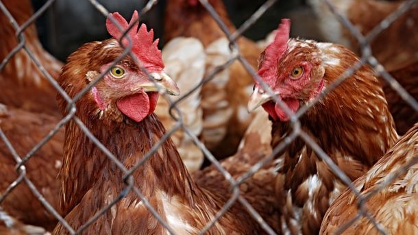 Вирус птичьего гриппа H5N6 обнаружен в Японии