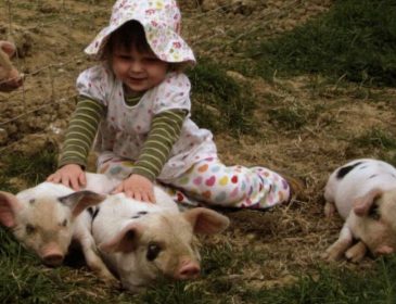 Британским младенцам пересадят свиные органы