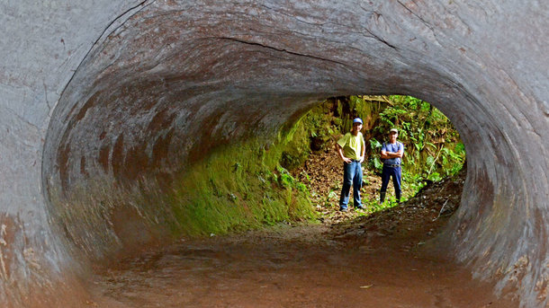 Загадки науки: огромные тоннели, выкопанные гигантскими ленивцами
