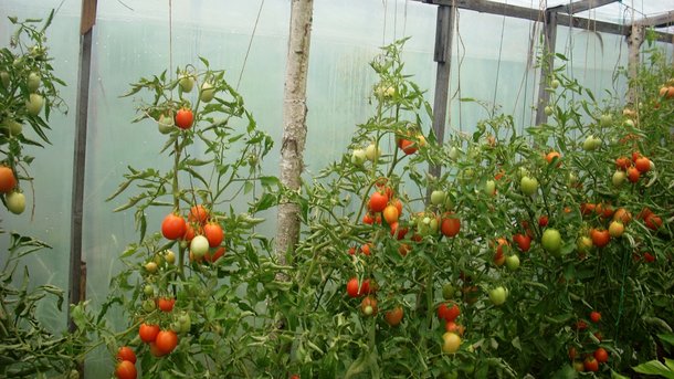 Как повысить урожайность помидоров: секреты правильной формовки