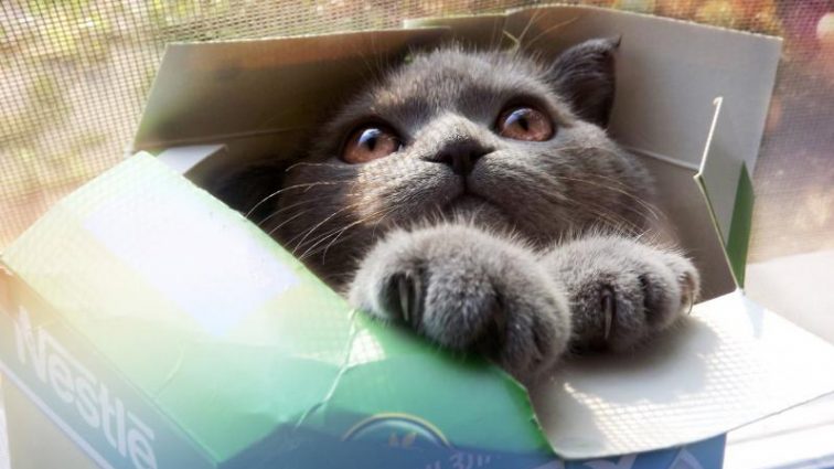 Ученые объяснили любовь кошек к коробкам
