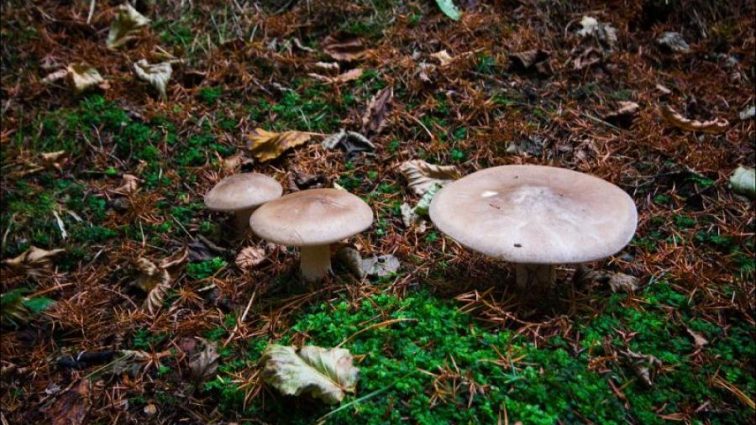 Чернобыльские грибы помогут ученым NASA