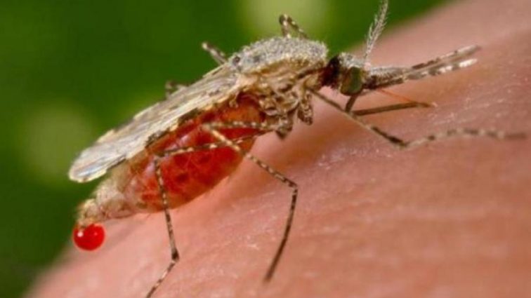 В это трудно поверить, но насекомые спасут человечество от малярии