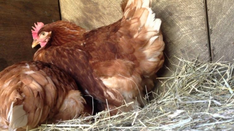 Ученые разгадали проблему курицы и яйца