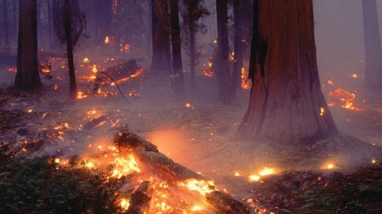 Гройсман цинично «отфутболил» предупреждение о лесной катастрофе