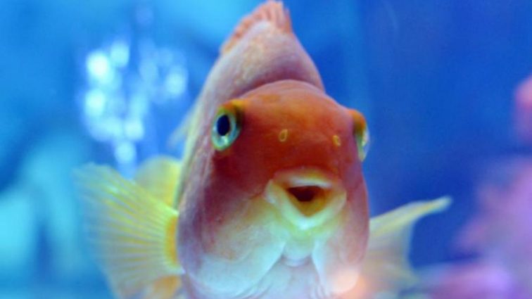 Неожиданно: ученые разгадали тайну золотых рыбок