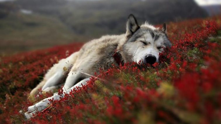 Зона отчуждения: ученые  сделали эксперимент над чернобыльским волками