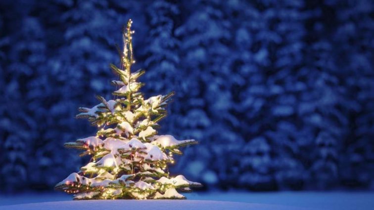 Оставьте дерево в лесу: 10 вариантов оригинальных новогодних елок