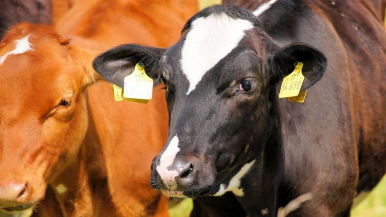«5000 гривен на одну корову» — В Украине введут дотации для малых и средних фермеров. За что можно получить деньги